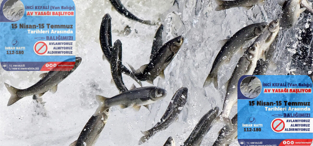 İnci Kefali Av Yasağı Başlıyor