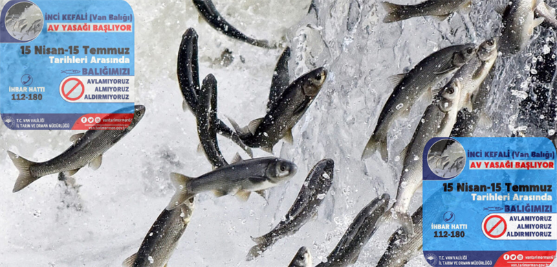 İnci Kefali Av Yasağı Başlıyor