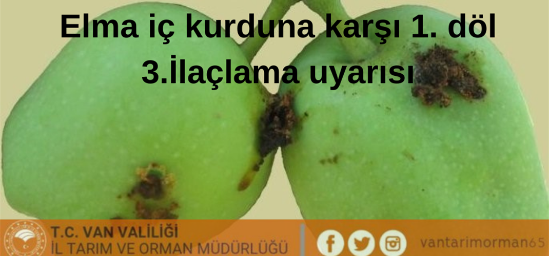 Van'da Elma İç Kurdu Zararlısı İçin 1.Döl 3.İlaçlama Zamanı