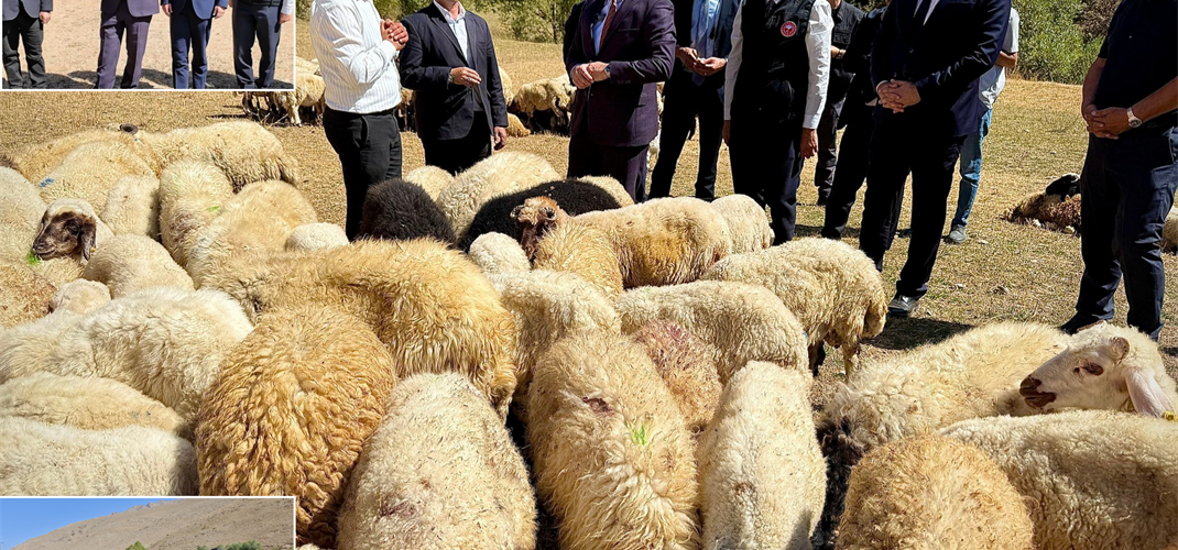 Proje İle Çiftçilerimize 240 Bin Koyun Verdik