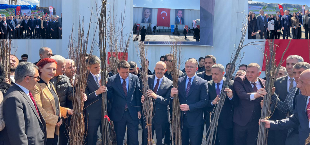 Çiftçilerimize % 80 Hibeli, 650.000 Adet Meyve Fidanı Dağıtım Programı Düzenlendi.